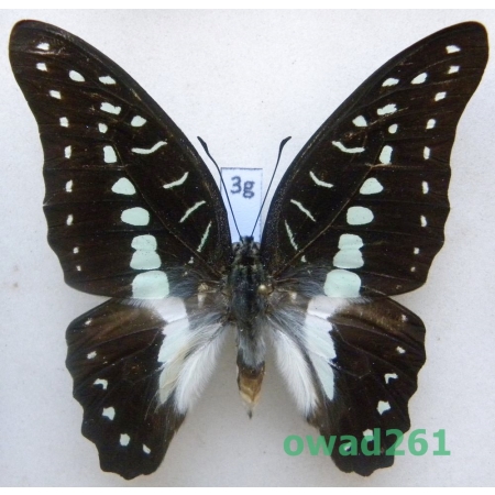 Graphium meyeri (Hopffer, 1874) Indonesia, Sulawesi 73mm3g